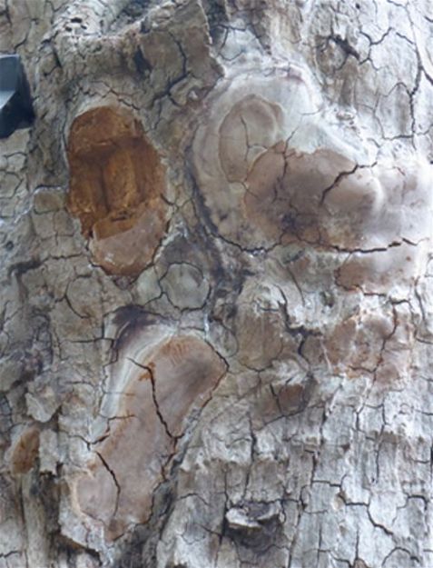 A cluster of resupinated fruiting bodies on a mature London Plane in London
